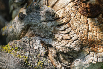 Old wood texture