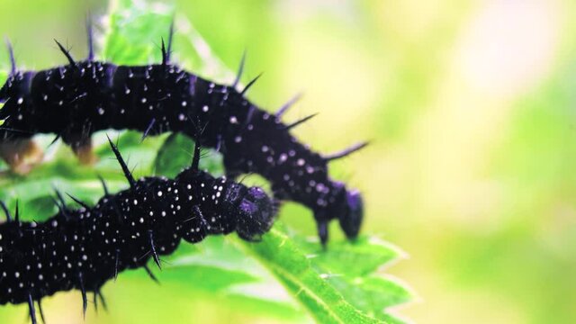 Two peacock butterfly caterpillar eating a leaf, nettle being eaten by caterpillar very quick, spiky larvae grazing on a plant, black body and white dotts thorny animals in the garden, focused on
