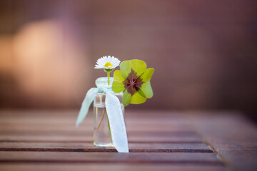 Glück - Kleeblatt mit Gänseblümchen in kleiner Vase mit hellblauer Schleife auf hölzernen Tisch