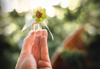 Das Glück liegt in deiner eigenen Hand - Kleeblatt in kleiner Vase mit Schleife von einer Hand...