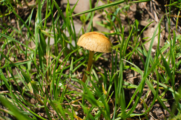 Small mushroom