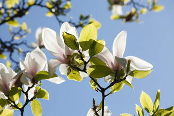 Weisse Magnolienknospen auf  Baumzweigen , close-up, Deutschland
