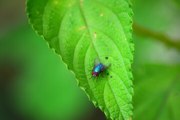 vert et bleu se mélange 