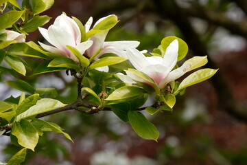 Obraz premium Weisse Magnolienknospen auf Baumzweigen , close-up, Deutschland