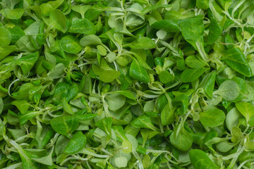 Fototapeta premium Mash salad on white background.