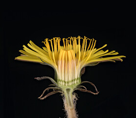 Gewöhnlicher Löwenzahn (Taraxacum sect. Ruderalia),  Blüte aufgeschnitten