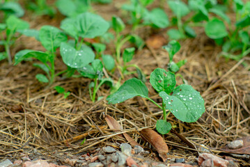Closeup young broccoli with droplets of rain grows in the ground covered with straw