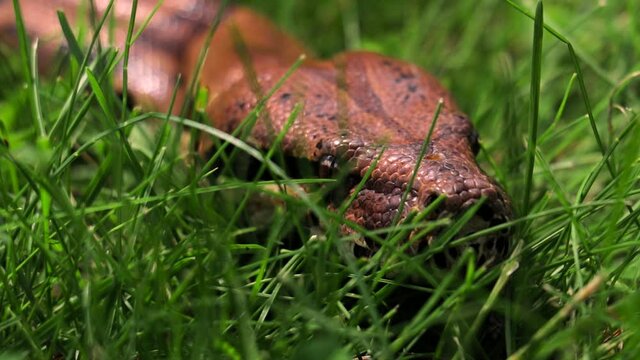 Boa crawling in the grass