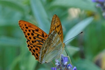 Orange butterfly and fresh lavender flower macro close details
