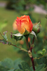 closeup of a red rose bud