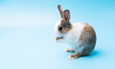 Cute adorable brown and white rabbit cleaning foot while sitting on isolated blue background. Lovely baby bunny alone sit on blue background. Easter concept.