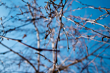 Fototapeta na wymiar Brown branches and blue sky