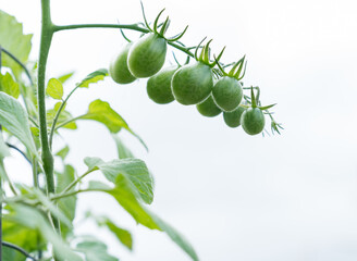 Bunch of green grape tomatoes growing on vine
