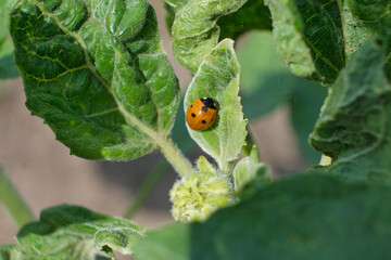 Fototapeta premium Orange ladybug on sunflower leaves