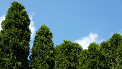 Fototapeta premium emerald thuja green trees on blue sky
