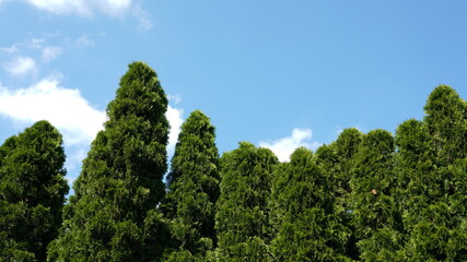 emerald thuja green trees on blue sky