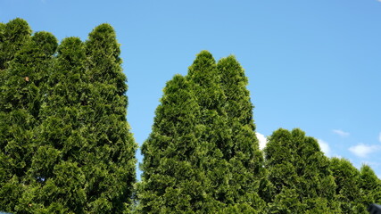 emerald thuja green trees on blue sky