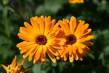 close up of two yellow flowers illuminated by sunlight