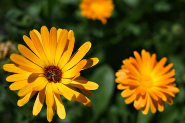 close-up, an insect that collects pollen and yellow flowers illuminated by sunlight