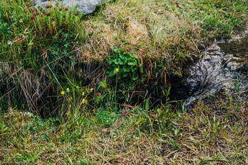 Scenic nature background with lush grasses and flowers near small mountain stream with clear water. Beautiful wild flora of highlands in small river. Idyllic nature scenery. Rich alpine vegetation.