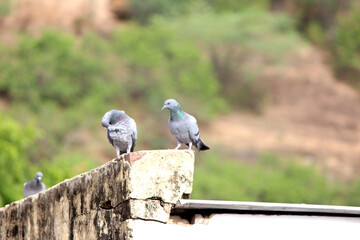 Pigeon on a ground or pavement in a city. Pigeon standing. Dove or pigeon 