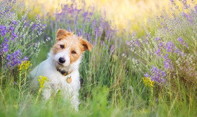 Happy small cute smiling jack russell pet dog puppy sitting in the lavender field in summer. Web banner.