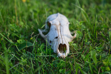 Animal skull