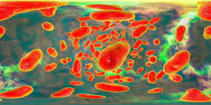 Porphyromonas gingivalis bacteria, 360 degree panorama view
