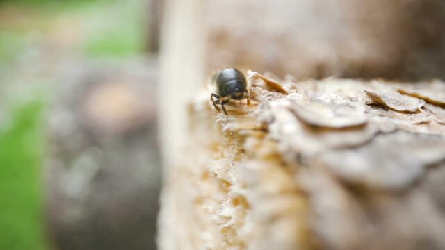 Closer look of the Ips typographus or European spruce bark beetle