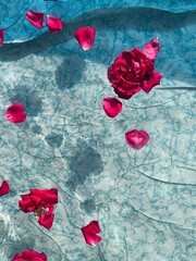 Red roses float on clear water in a blue pool