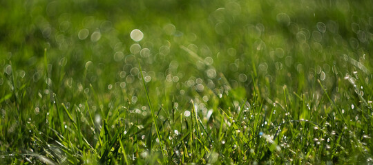 Green grass with drops of dew sparkles in the morning sun,soft focus.