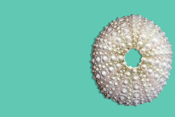 Sea urchin shell isolated on turquoise background