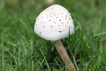 white mushroom on green grass