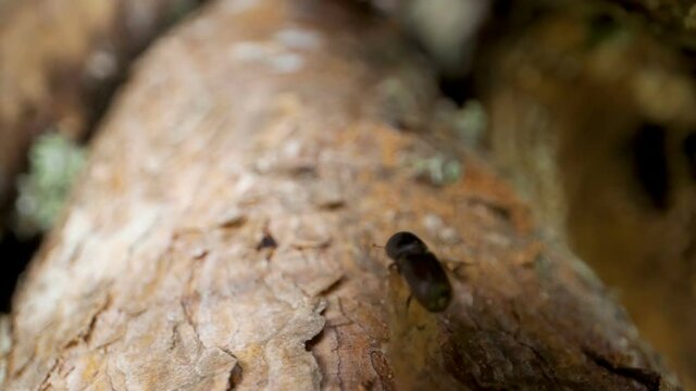 The crawling Ips typographus or European spruce bark beetle 