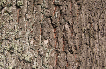 Bark with moss texture, background