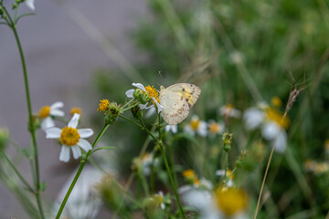 Butterflies suck nectar from roadside flowers