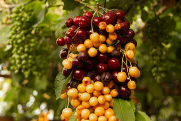 Multicolored cherries strung on a stick hanging on grapes