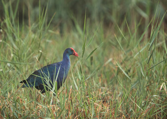 Swamphen at Asker Marsh, Bahrain