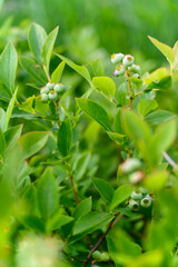 Green berries of blueberry on a bush with leaves.