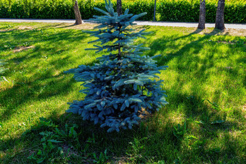 Evergreen blue spruce in the Park in summer.