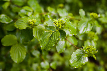 Fototapeta na wymiar Cornus - Flower buds and green leaves.