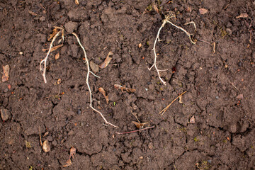 ground texture with roots and veins