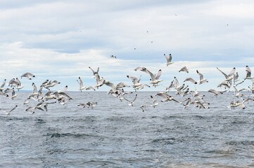 Flock of Black-legged Kittiwakes (Rissa tridactyla tridactyla), Kolyuchin Island, Chuckchi Sea, Chukotka, Russia