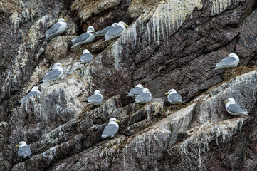 Nesting Black-legged Kittiwakes (Rissa tridactyla tridactyla) on the cliffs of Herald Island, Chuckchi Sea, Chukotka, Russian Far East, Unesco World Heritage Site