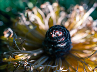 Banksia flower close up