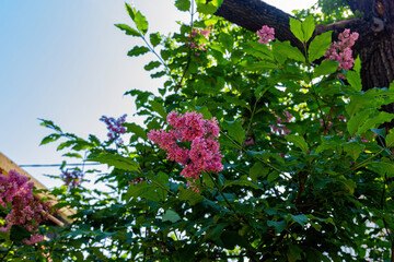 Wild lilac in the garden in the Park.