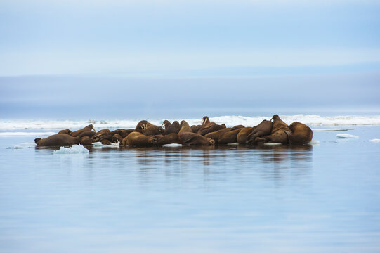 Group of Walrus (Odobenus rosmarus) resting on an ice flow, Krasin Bay, Wrangel Island, Chuckchi Sea, Chukotka, Russian Far East, Unesco World Heritage Site