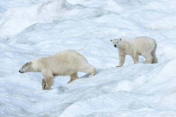 Mother polar bear with a two years old cub (Ursus Maritimus) walking on the ice, Wrangel Island, Chuckchi Sea, Chukotka, Russian Far East, Unesco World Heritage Site