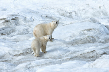 Mother polar bear with a two years old cub (Ursus Maritimus) walking on the ice, Wrangel Island, Chuckchi Sea, Chukotka, Russian Far East, Unesco World Heritage Site