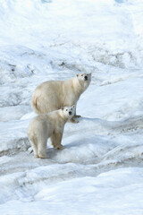 Mother polar bear with a two years old cub (Ursus Maritimus) walking on the ice, Wrangel Island, Chuckchi Sea, Chukotka, Russian Far East, Unesco World Heritage Site